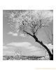 Bethlehem-Almond-Blossom-Photographic-Print-C12311043.jpg