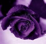 20Violet_Roses.jpg